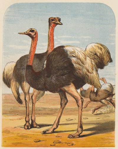 Strutsar (färglitografi) av English School