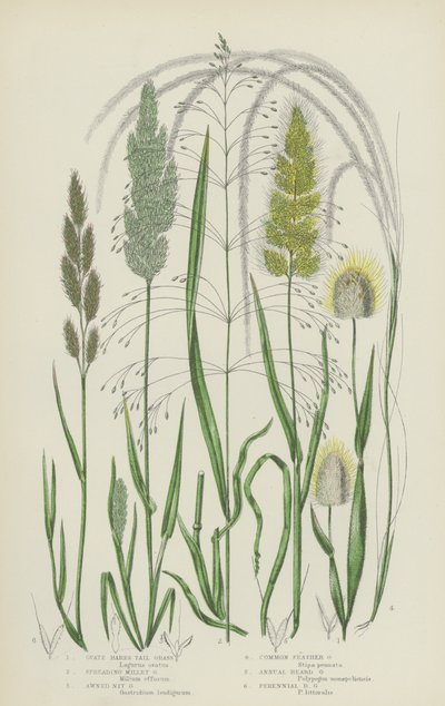 Ovate Hares Tail Grass, Spreading Millet Grass, Awned Nit Grass, Common Feather Grass (färglitografi) av English School