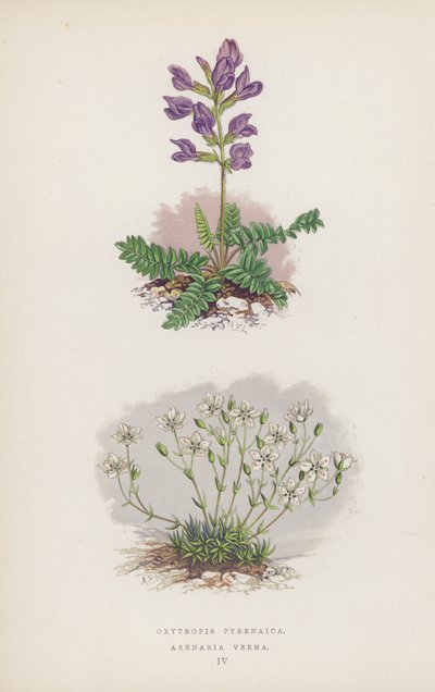 Oxytropis Pyrenaica; Arenaria Verna (färg litho) av English School
