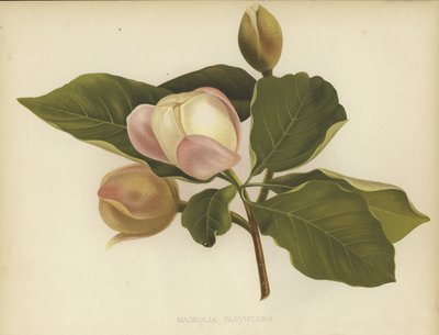Oyama Magnolia av English School
