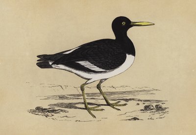 Oyster-catcher (färg litho) av English School