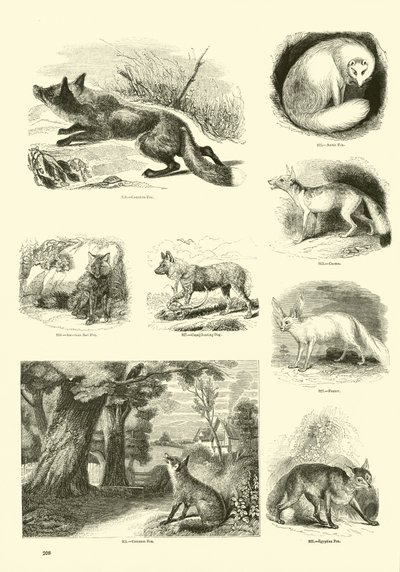 Sida från The Pictorial Museum of Animated Nature av English School