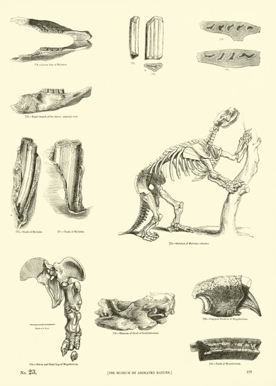 Sida från The Pictorial Museum of Animated Nature av English School