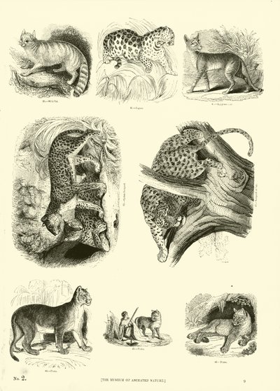 Sida från The Pictorial Museum of Animated Nature av English School