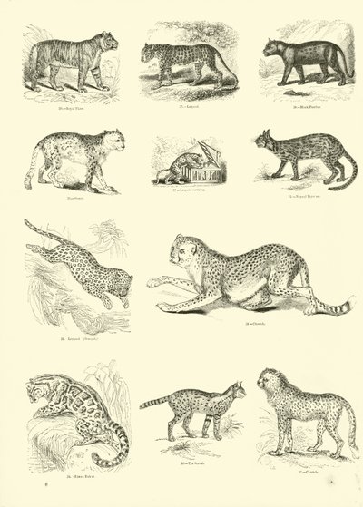 Sida från The Pictorial Museum of Animated Nature av English School