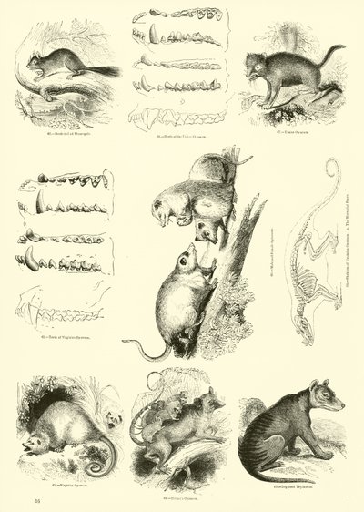 Sida från The Pictorial Museum of Animated Nature av English School