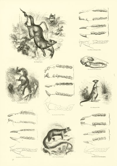 Sida från The Pictorial Museum of Animated Nature av English School