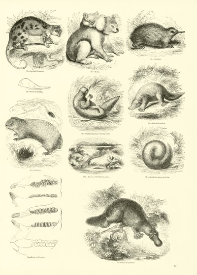 Sida från The Pictorial Museum of Animated Nature av English School