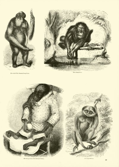 Sida från The Pictorial Museum of Animated Nature av English School