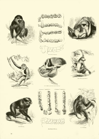 Sida från The Pictorial Museum of Animated Nature av English School