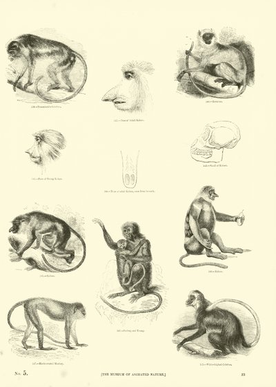 Sida från The Pictorial Museum of Animated Nature av English School