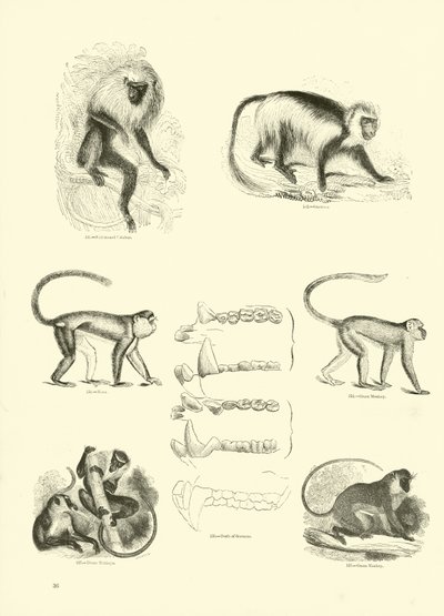 Sida från The Pictorial Museum of Animated Nature av English School