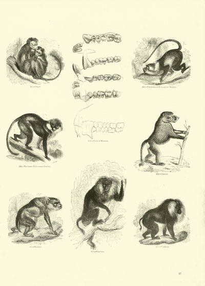 Sida från The Pictorial Museum of Animated Nature av English School