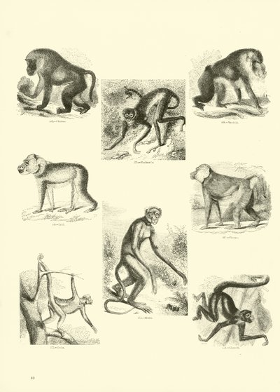 Sida från The Pictorial Museum of Animated Nature av English School