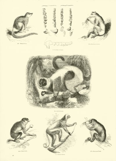 Sida från The Pictorial Museum of Animated Nature av English School