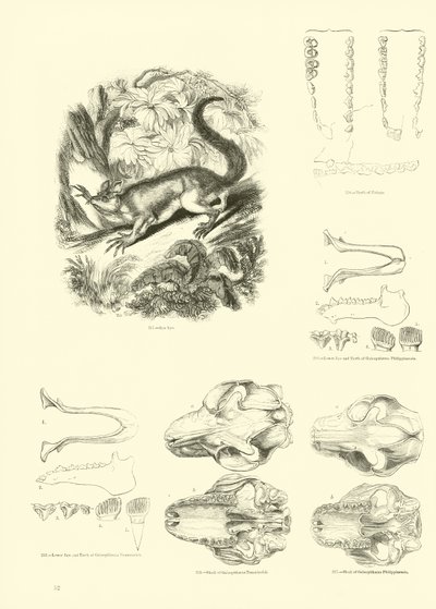 Sida från The Pictorial Museum of Animated Nature av English School
