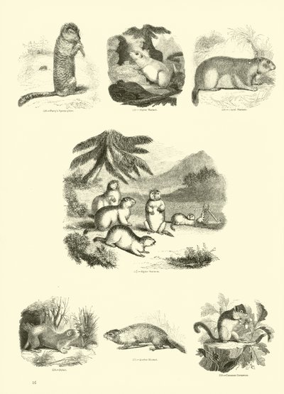 Sida från The Pictorial Museum of Animated Nature av English School