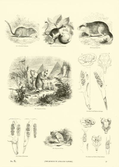 Sida från The Pictorial Museum of Animated Nature av English School