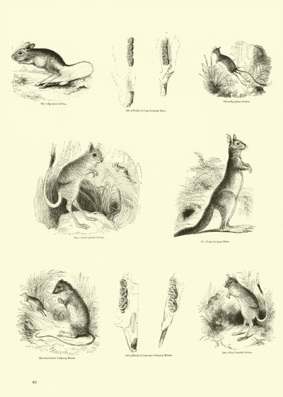 Sida från The Pictorial Museum of Animated Nature av English School