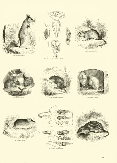 Sida från The Pictorial Museum of Animated Nature av English School