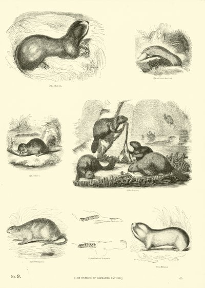 Sida från The Pictorial Museum of Animated Nature av English School