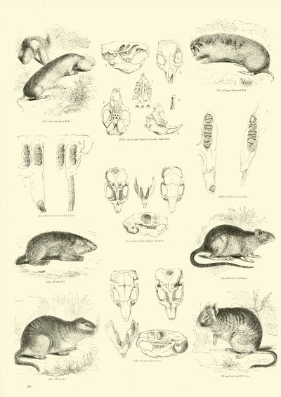 Sida från The Pictorial Museum of Animated Nature av English School