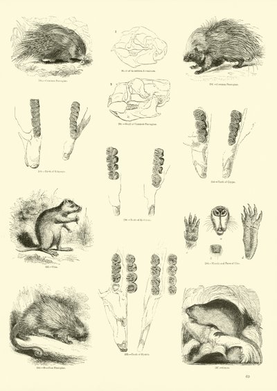Sida från The Pictorial Museum of Animated Nature av English School