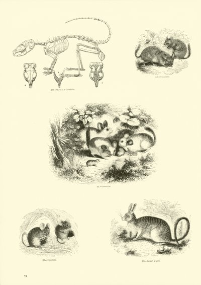 Sida från The Pictorial Museum of Animated Nature av English School