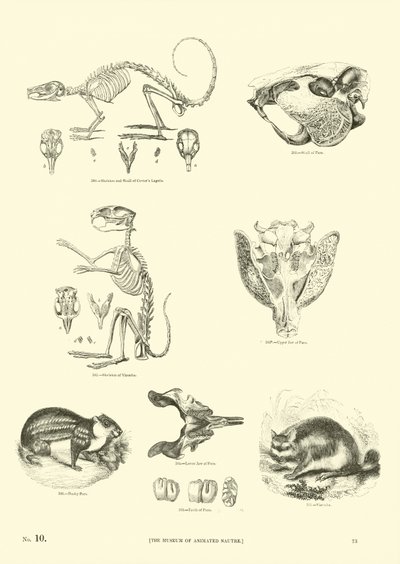 Sida från The Pictorial Museum of Animated Nature av English School