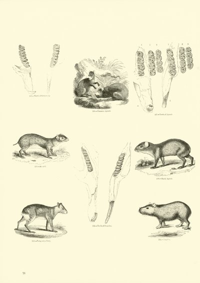 Sida från The Pictorial Museum of Animated Nature av English School