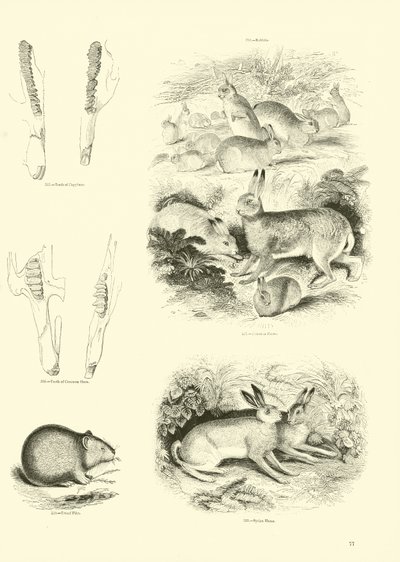 Sida från The Pictorial Museum of Animated Nature av English School