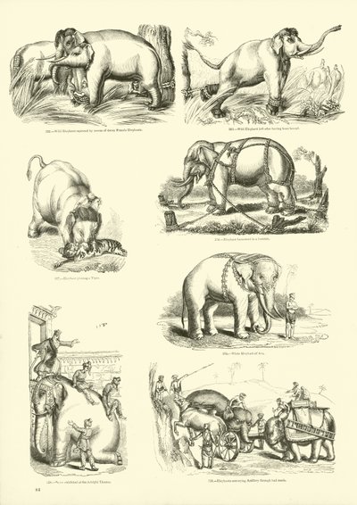 Sida från The Pictorial Museum of Animated Nature av English School