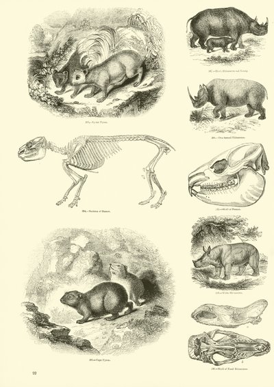 Sida från The Pictorial Museum of Animated Nature av English School