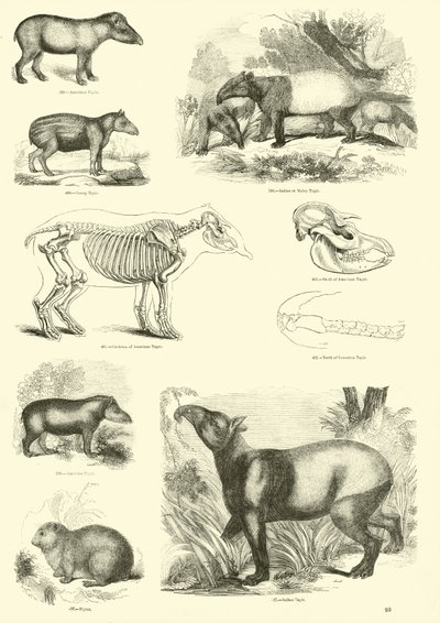 Sida från The Pictorial Museum of Animated Nature av English School
