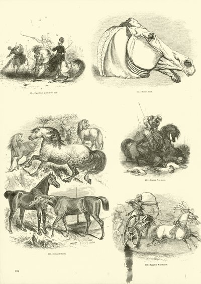 Sida från The Pictorial Museum of Animated Nature av English School