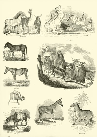 Sida från The Pictorial Museum of Animated Nature av English School