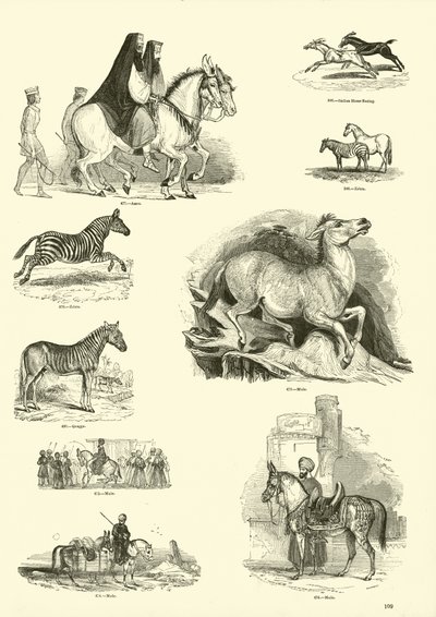 Sida från The Pictorial Museum of Animated Nature av English School