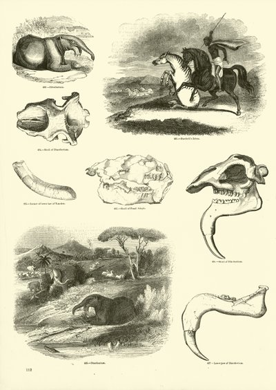Sida från The Pictorial Museum of Animated Nature av English School