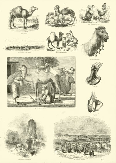 Sida från The Pictorial Museum of Animated Nature av English School