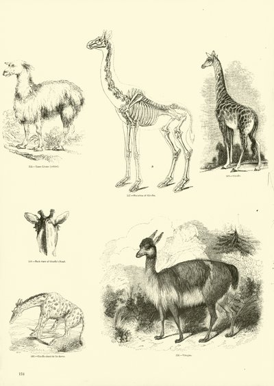 Sida från The Pictorial Museum of Animated Nature av English School