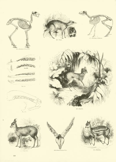 Sida från The Pictorial Museum of Animated Nature av English School