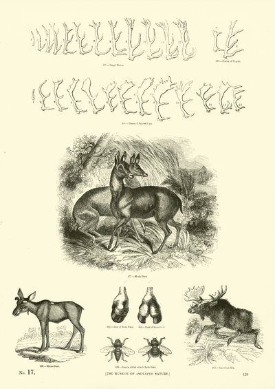 Sida från The Pictorial Museum of Animated Nature av English School
