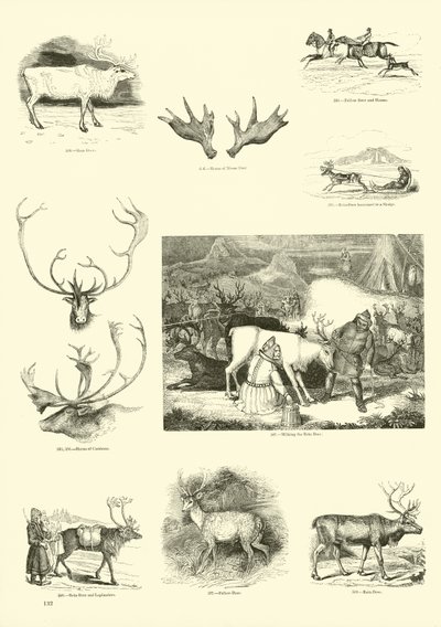 Sida från The Pictorial Museum of Animated Nature av English School