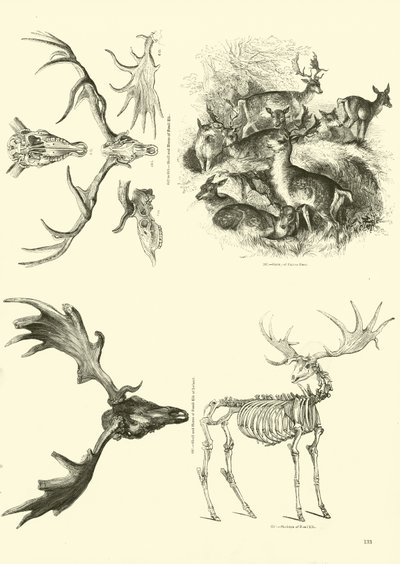 Sida från The Pictorial Museum of Animated Nature av English School