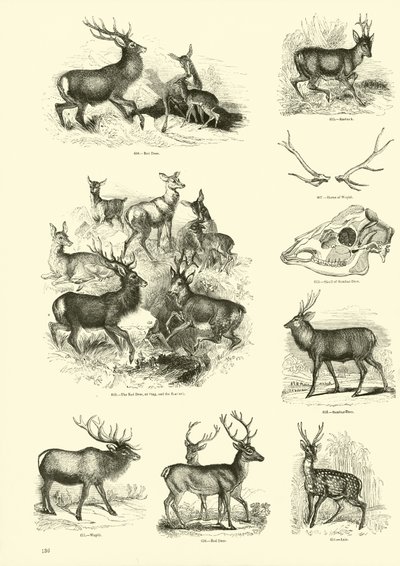 Sida från The Pictorial Museum of Animated Nature av English School