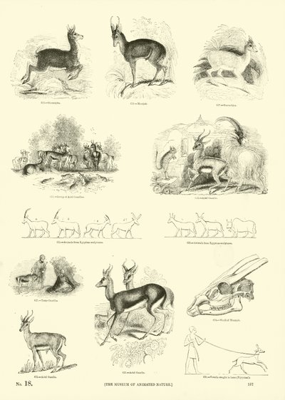 Sida från The Pictorial Museum of Animated Nature av English School