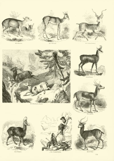 Sida från The Pictorial Museum of Animated Nature av English School