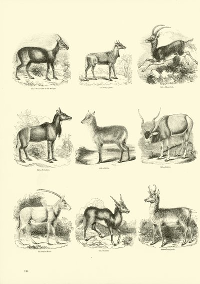 Sida från The Pictorial Museum of Animated Nature av English School