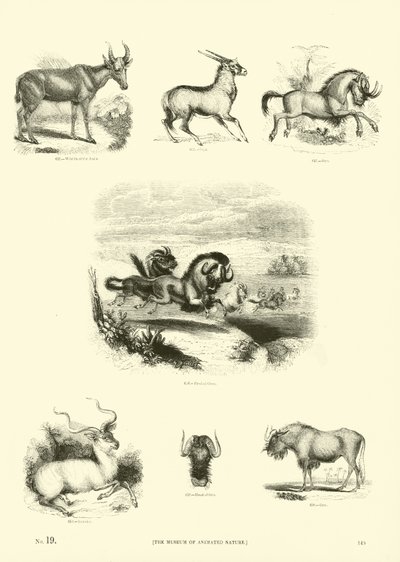 Sida från The Pictorial Museum of Animated Nature av English School