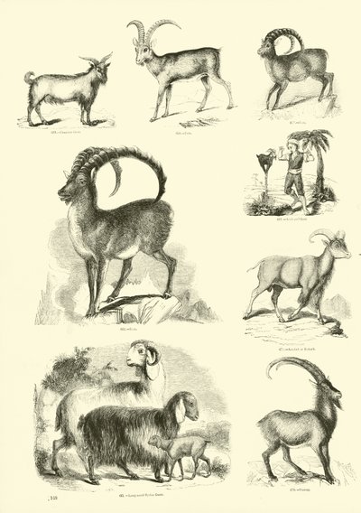 Sida från The Pictorial Museum of Animated Nature av English School